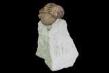 Bargain, Enrolled Paciphacops Trilobite - Oklahoma #95915-1